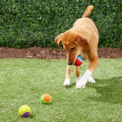 Frisco Fetch Squeaking Colorful Tennis Ball Dog Toy -Frisco 152846 PT6. AC SS1800 V1691776651