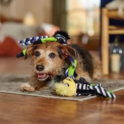 Frisco Halloween Spider Plush Squeaky Dog Toy -Frisco 270379 PT3. AC SS1800 V1689878438