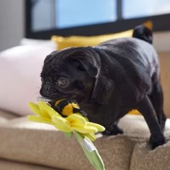 Frisco Spring Sunflower Plush Squeaky Dog Toy 8 Frisco Spring Sunflower Plush Squeaky Dog Toy -Frisco 546766 PT4. AC SS1800 V1702500565